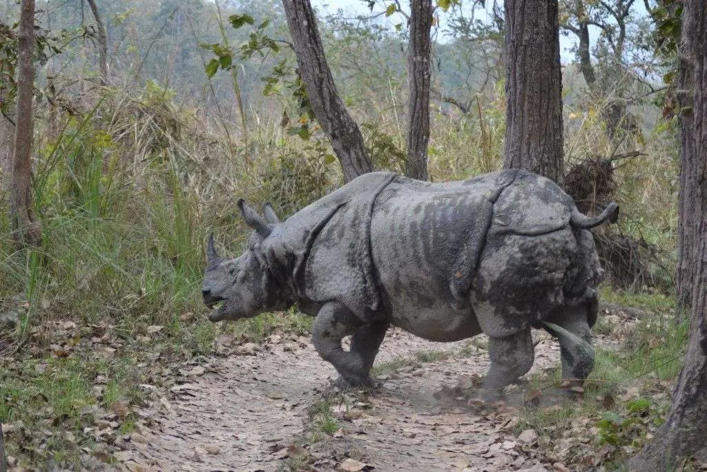 cuanto cuesta viajar a nepal