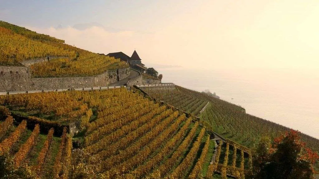 Viñedos en Suiza