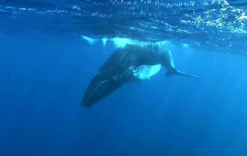 Que ver en Costa Rica Ballena jorobada en Costa rica
