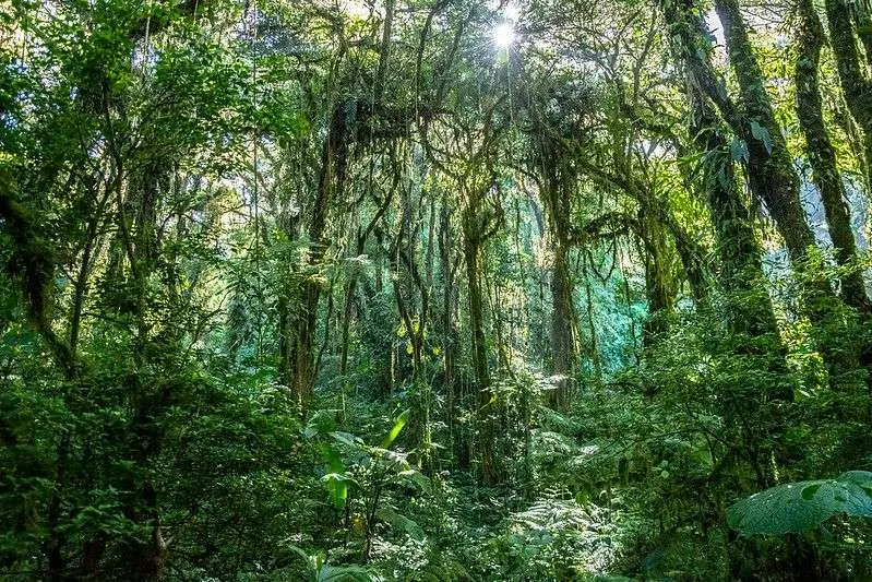 que ver en costa rica bosque nuboso