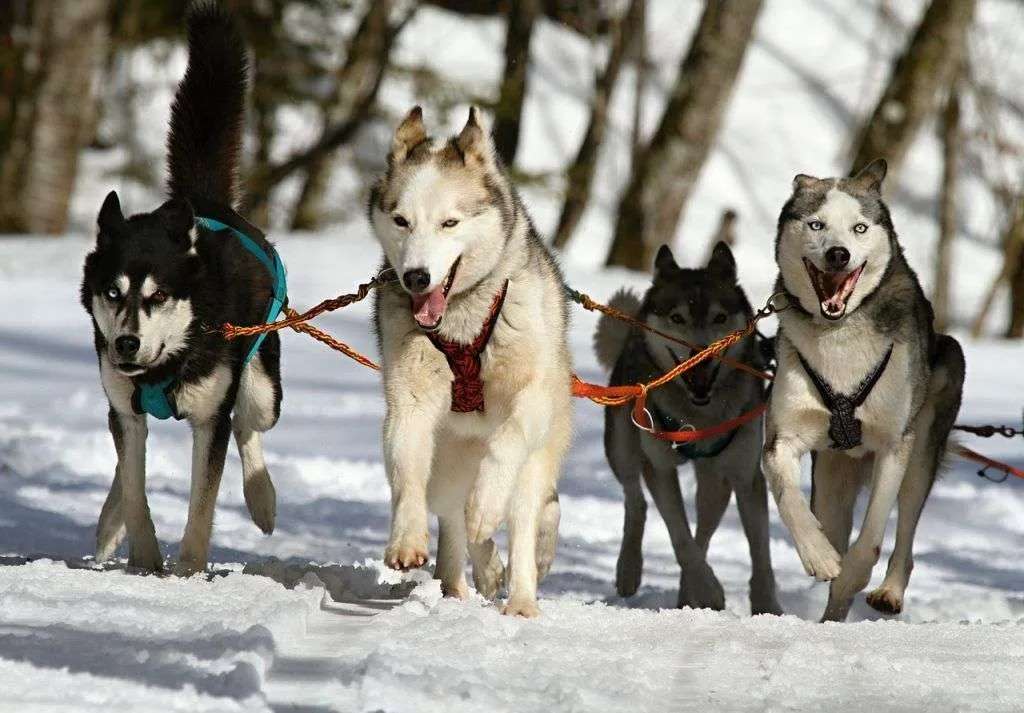 que ver en finaldnia huskies