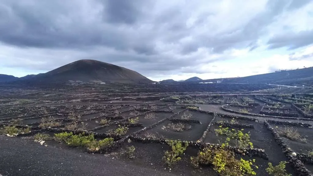 ruta coche lanzarote viñedos